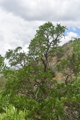 Dermatophyllum secundiflorum