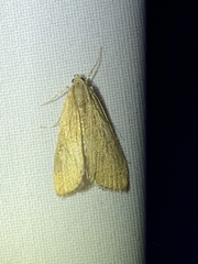 Parapoynx stratiotata