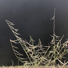 Bouteloua aristidoides