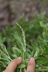Dermatophyllum secundiflorum