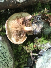 Paxillus