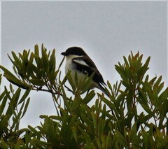 Lanius collaris collaris