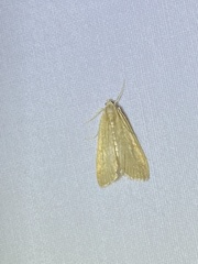 Parapoynx stratiotata