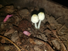 Leucocoprinus cepistipes