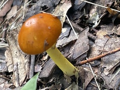 Amanita fulva