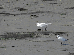 Ichthyaetus melanocephalus