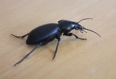 Carabus impressus