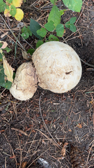 Calvatia booniana