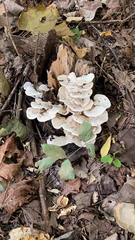 Bondarzewia berkeleyi