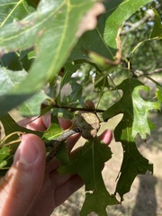 Callirhytis quercuspunctata