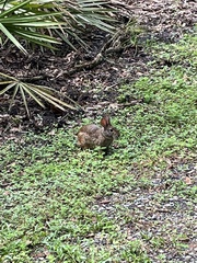 Sylvilagus palustris