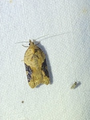 Acleris laterana