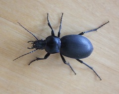 Carabus impressus