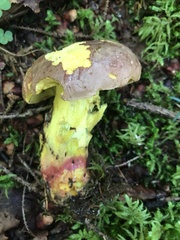 Butyriboletus brunneus