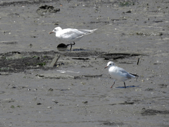 Chroicocephalus ridibundus