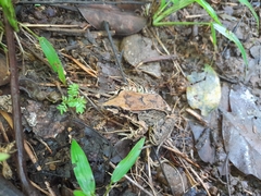 Leptodactylus fragilis