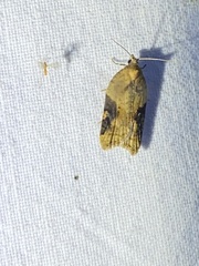 Acleris laterana