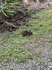 Sylvilagus palustris