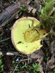 Butyriboletus brunneus