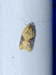 Acleris laterana