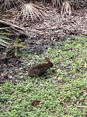 Sylvilagus palustris