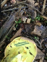 Butyriboletus brunneus