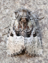 Meropleon diversicolor