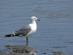 Larus fuscus