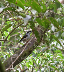 Pteruthius aeralatus