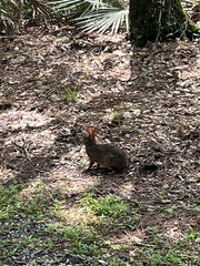 Sylvilagus palustris