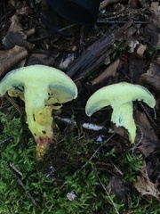 Butyriboletus brunneus