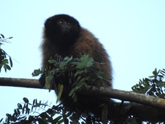Callicebus personatus