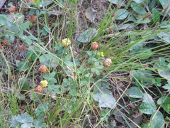 Trifolium aureum