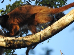 Callicebus personatus