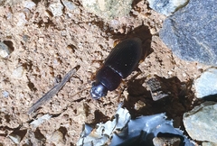 Harpalus rufipes