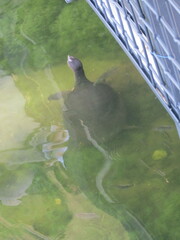 Apalone ferox