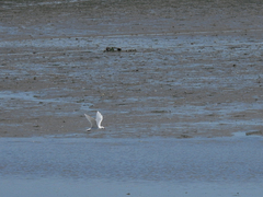 Ichthyaetus melanocephalus