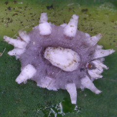 Ceroplastes