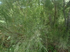 Baccharis sarothroides