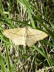 Scopula imitaria