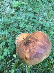 Boletus subvelutipes