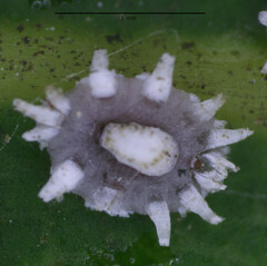 Ceroplastes