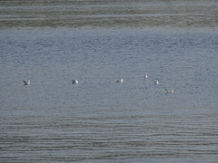 Chroicocephalus ridibundus