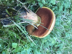 Boletus subvelutipes
