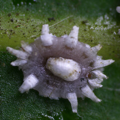 Ceroplastes