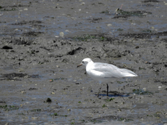 Ichthyaetus melanocephalus