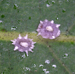 Ceroplastes