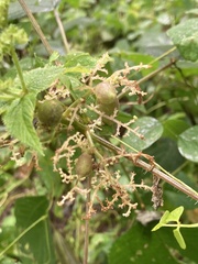 Dasineura involuta
