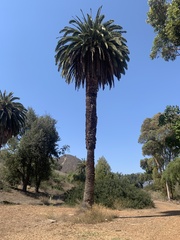 Phoenix canariensis