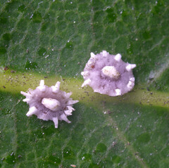 Ceroplastes